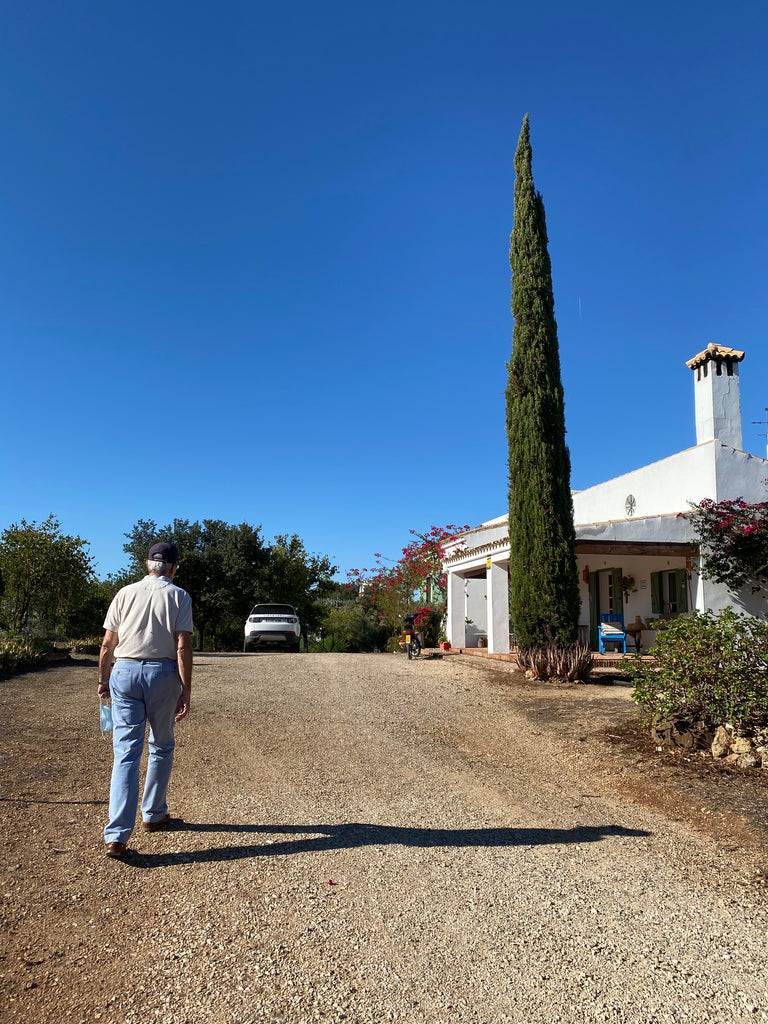 Luis's olive grove