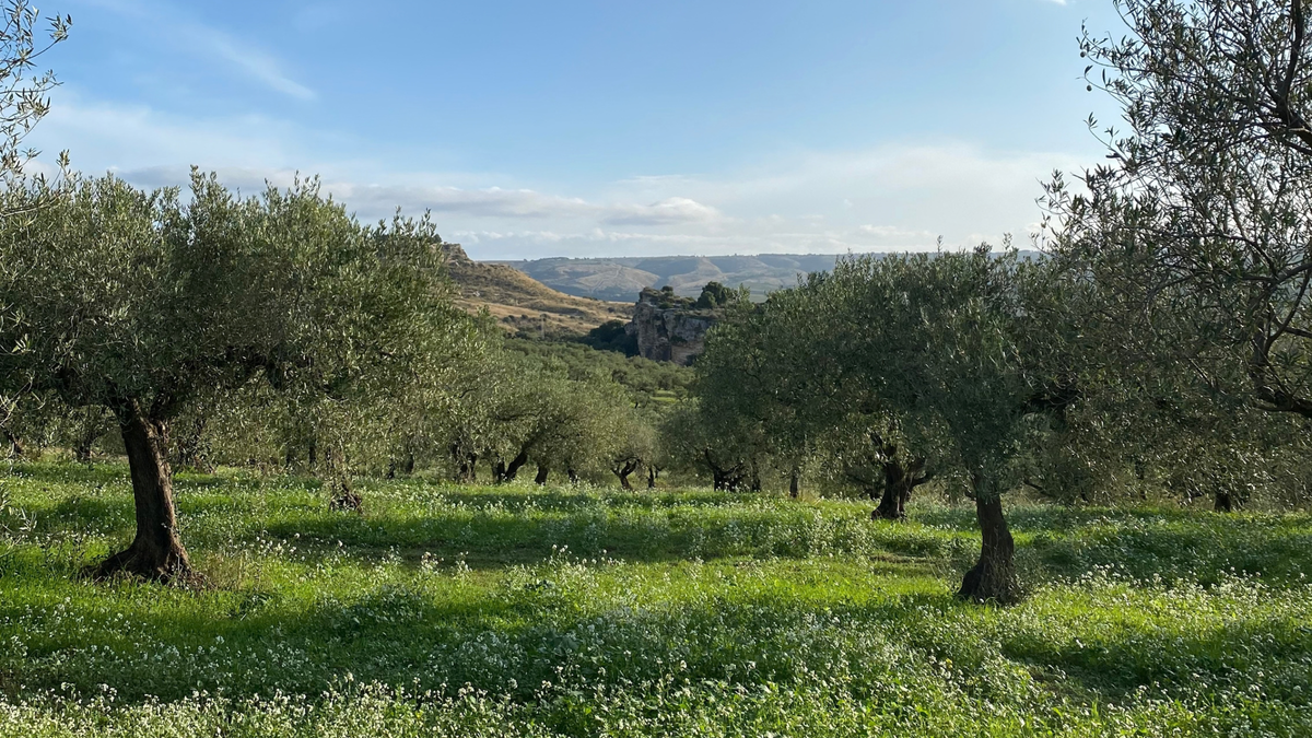 Outstanding olive oil from small-batch producers.